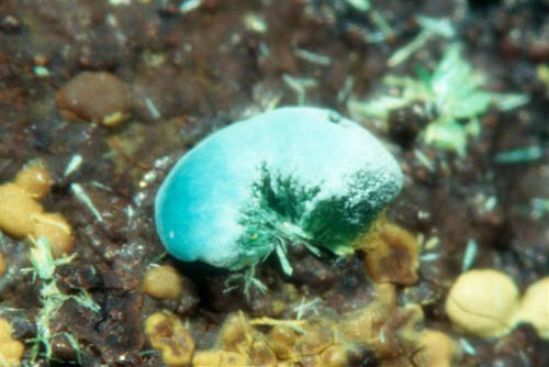 Rosasite + Malachite, Sounion, Griekenland